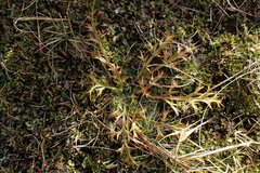 Aciphylla hookeri