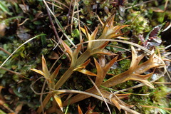 Aciphylla hookeri