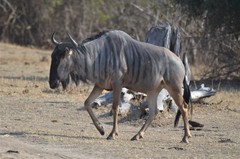 Connochaetes taurinus cooksoni