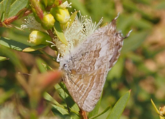 Theclinesthes miskini