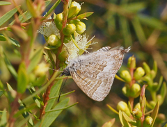 Theclinesthes miskini