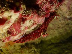 Nembrotha