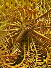 Synalpheus stimpsonii