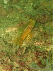 Cryptocentrus sericus