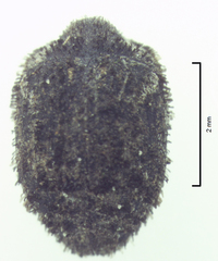 Microchaetes
