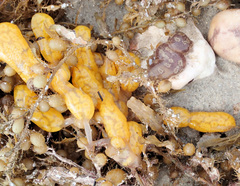 Botrylloides perspicuus