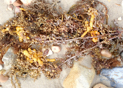 Botrylloides perspicuus