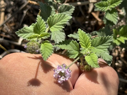Brushland shrubverbena (Lantana achyranthifolia)