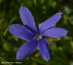 Gentianopsis simplex