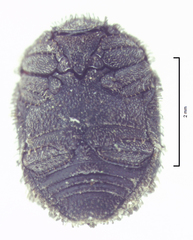Microchaetes