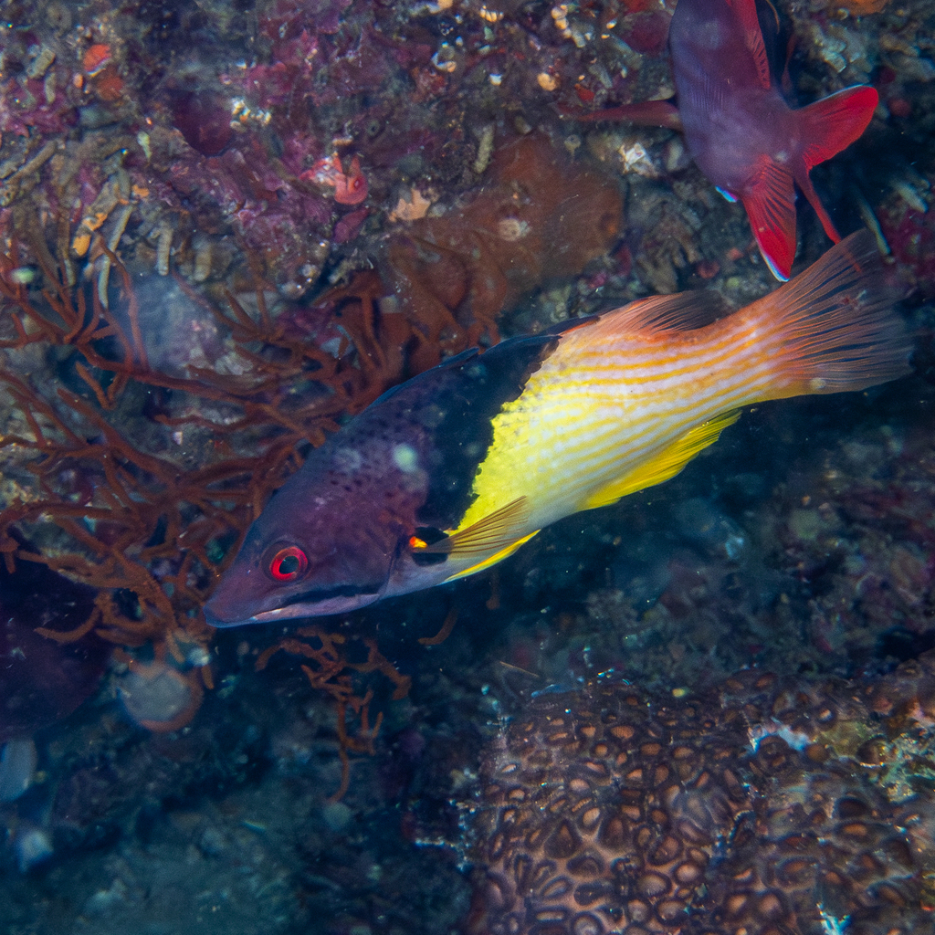 Black-belt Hogfish