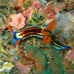 Nembrotha lorosae