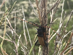 Tragidion densiventre