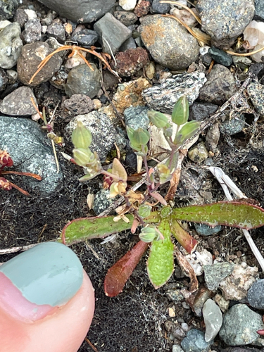 Sabulina pusilla observed 2025-05-15