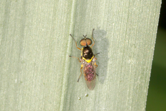 Acanthasargus flavipes