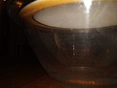 Scutigera coleoptrata