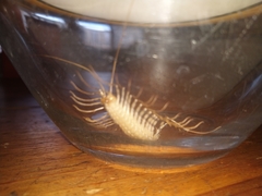 Scutigera coleoptrata