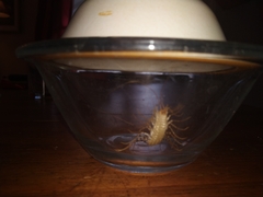 Scutigera coleoptrata