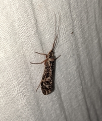 Clistoronia magnifica