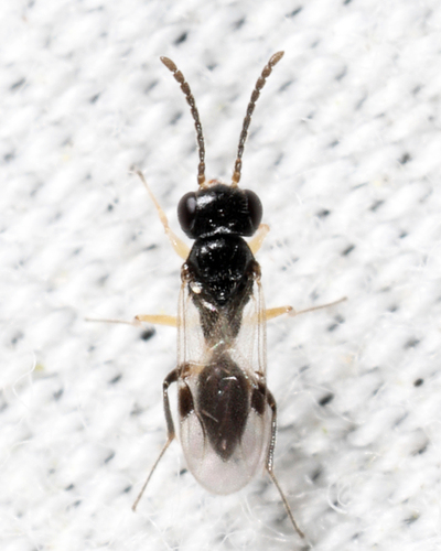 Aphelopus observed 2025-05-15
