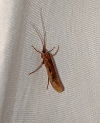 Limnephilus flavastellus