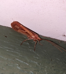 Limnephilus flavastellus