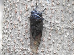 Cryptotympana mandarina