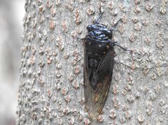 Cryptotympana mandarina