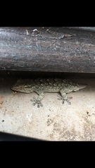 Tarentola mauritanica