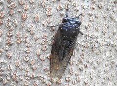 Cryptotympana mandarina