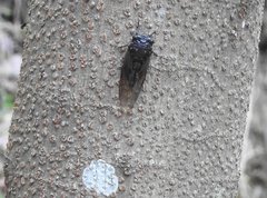 Cryptotympana mandarina