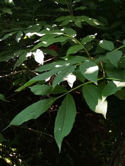 Sambucus kamtschatica
