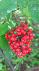 Sambucus kamtschatica