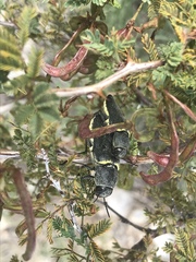 Hippomelas planicauda