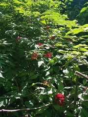 Sambucus kamtschatica