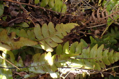 Cranfillia vulcanica