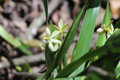 Prosthechea radiata