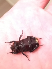 Hemiphileurus illatus