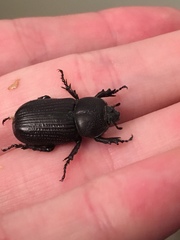 Hemiphileurus illatus