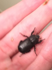 Hemiphileurus illatus