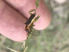 Chauliognathus obscurus
