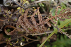 Cranfillia vulcanica