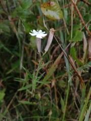 Silene repens