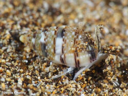 Tritia corrugata