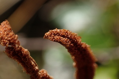 Cranfillia vulcanica