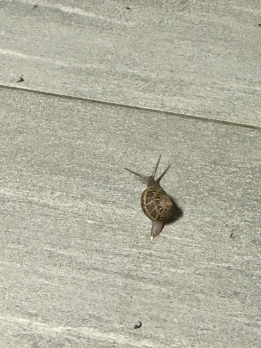 Garden Snail