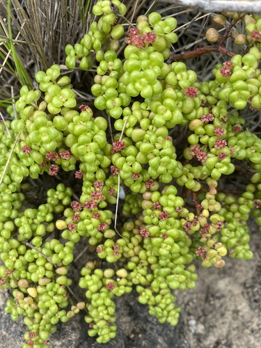 Pilea serpyllacea