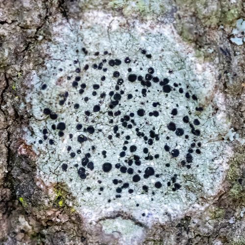 Baculifera curtisii, 2025-05-15