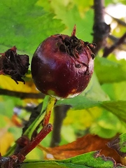 Crataegus chlorosarca