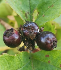 Crataegus chlorosarca